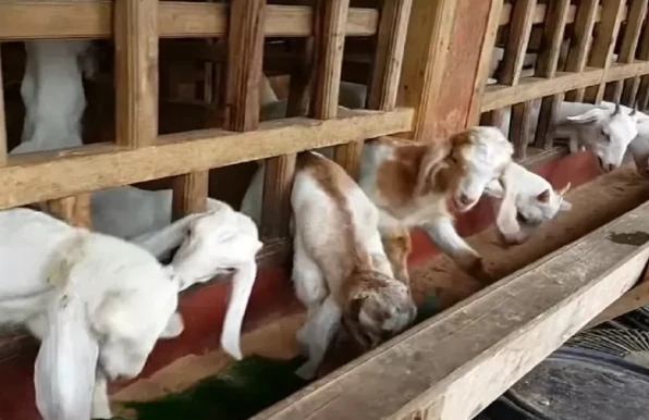 Pemdes Loa Raya Dorong Kemandirian Warga Lewat Bantuan Ternak Kambing
